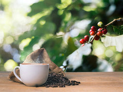 Arabica Coffee v Robusta Coffee: What's the Difference?