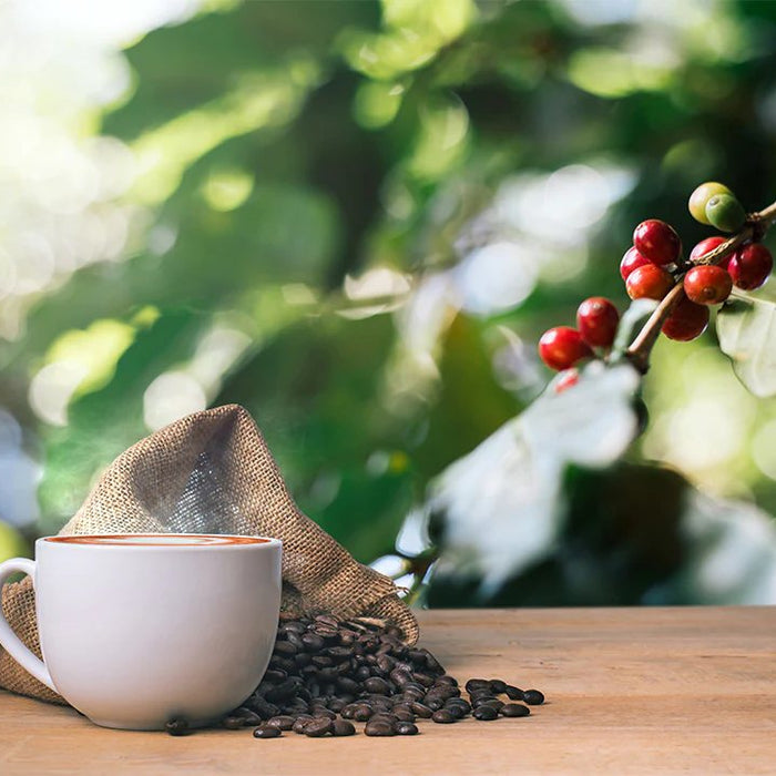 Arabica Coffee v Robusta Coffee: What's the Difference?