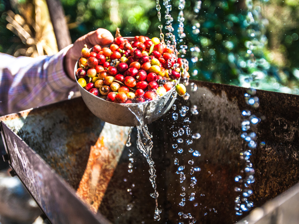 How Is Coffee Grown & Processed? A Full Guide