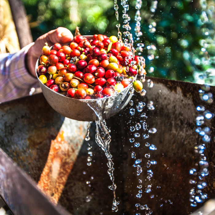 How Is Coffee Processed? The Full Production Journey