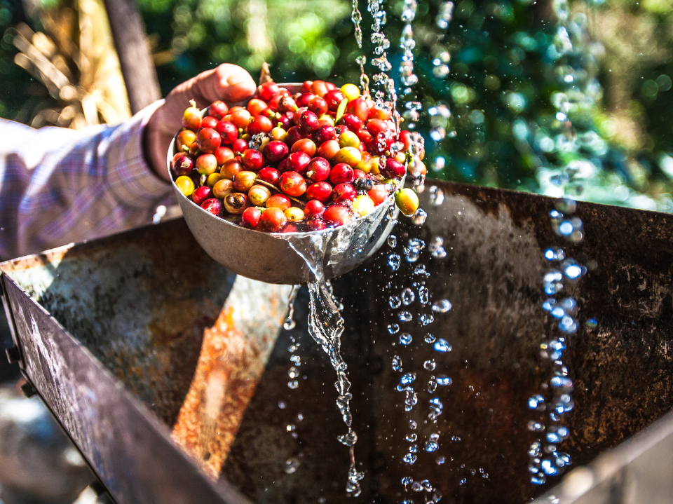 How Is Coffee Processed? The Full Production Journey