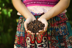 What is Arabica Coffee? A Guide to the World’s Favourite Bean